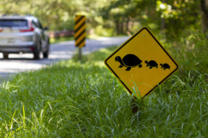 Road sign warning of turtles crossing the road in Florida